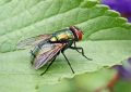 14 Spiritual Meanings of Dreaming About Flies