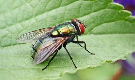 14 Spiritual Meanings of Dreaming About Flies