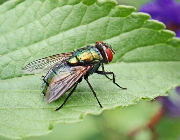14 Spiritual Meanings of Dreaming About Flies
