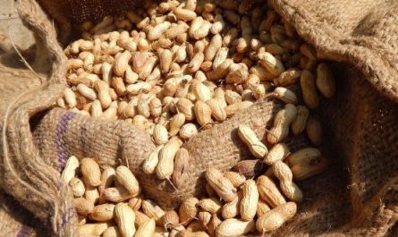 10 Spiritual Meanings of Dreaming About Peanuts