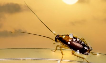 12 Spiritual Meanings of Dreaming About Cockroaches
