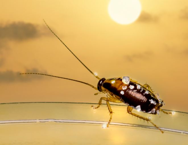 12 Spiritual Meanings of Dreaming About Cockroaches