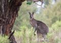 8 Spiritual Meanings of Dreaming About Kangaroos
