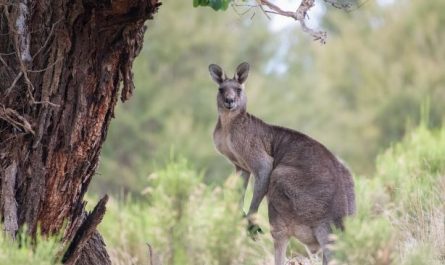 8 Spiritual Meanings of Dreaming About Kangaroos