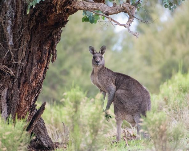 8 Spiritual Meanings of Dreaming About Kangaroos