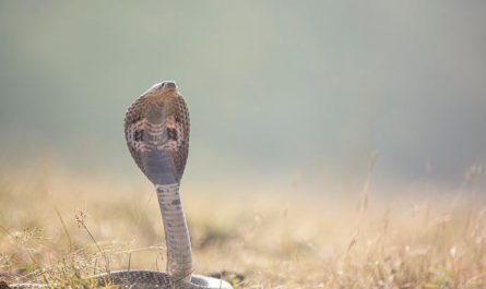 13 Symbolic Meanings of Dreaming of Venomous Snakes