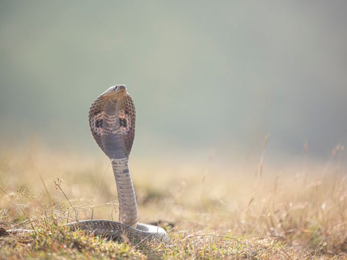 13 Symbolic Meanings of Dreaming of Venomous Snakes