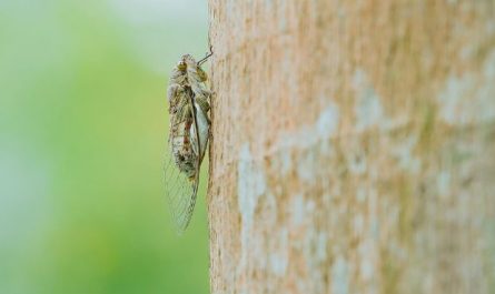 13 Symbolic Meanings of Dreaming of Cicadas