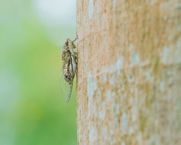 13 Symbolic Meanings of Dreaming of Cicadas