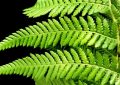 13 Symbolic Meanings of Dreaming About Ferns
