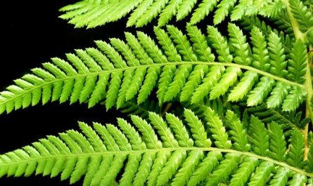 13 Symbolic Meanings of Dreaming About Ferns