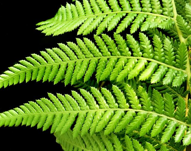 13 Symbolic Meanings of Dreaming About Ferns