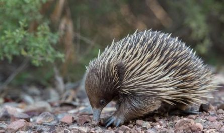 10 symbolic meanings of dreaming about catching a mole