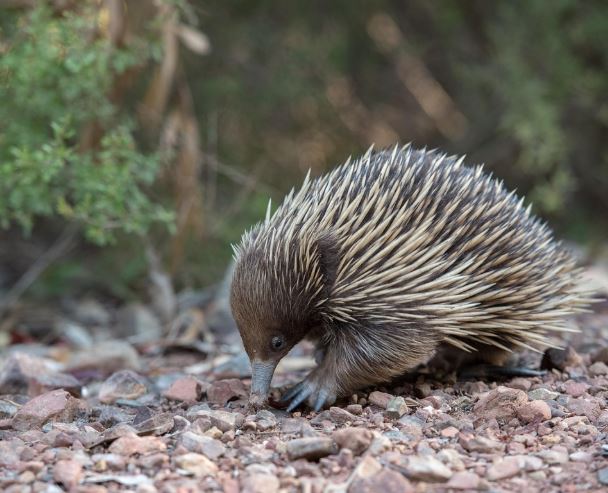 10 symbolic meanings of dreaming about catching a mole