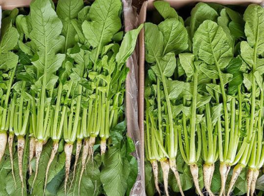 11 Symbolic Meanings of Dreaming about Radishes