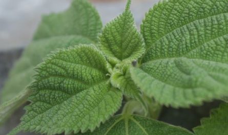 10 Symbolic Meanings of Dreaming of Perilla Leaves