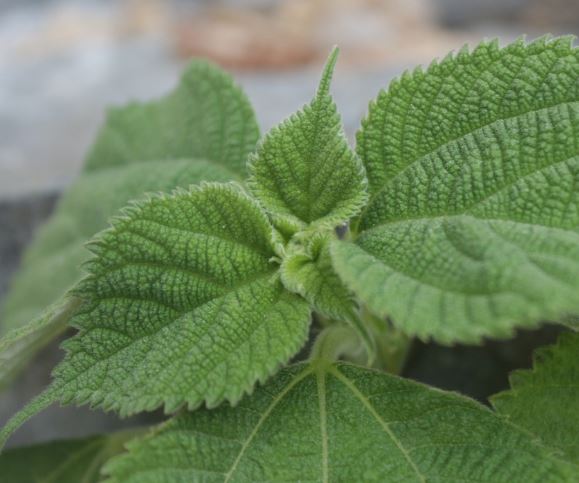 10 Symbolic Meanings of Dreaming of Perilla Leaves