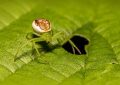 8 Symbolic Meanings of Dreaming of Green Spiders