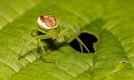 8 Symbolic Meanings of Dreaming of Green Spiders