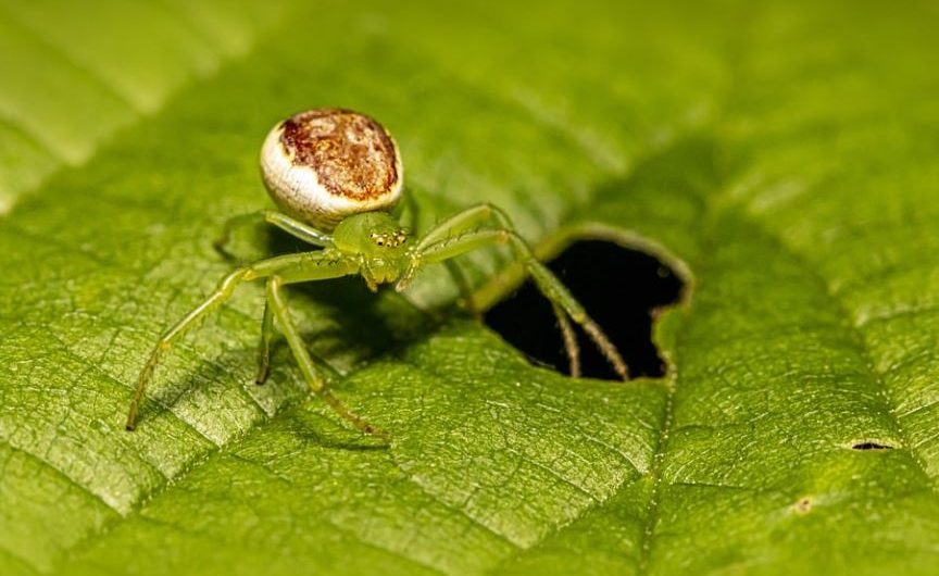 8 Symbolic Meanings of Dreaming of Green Spiders