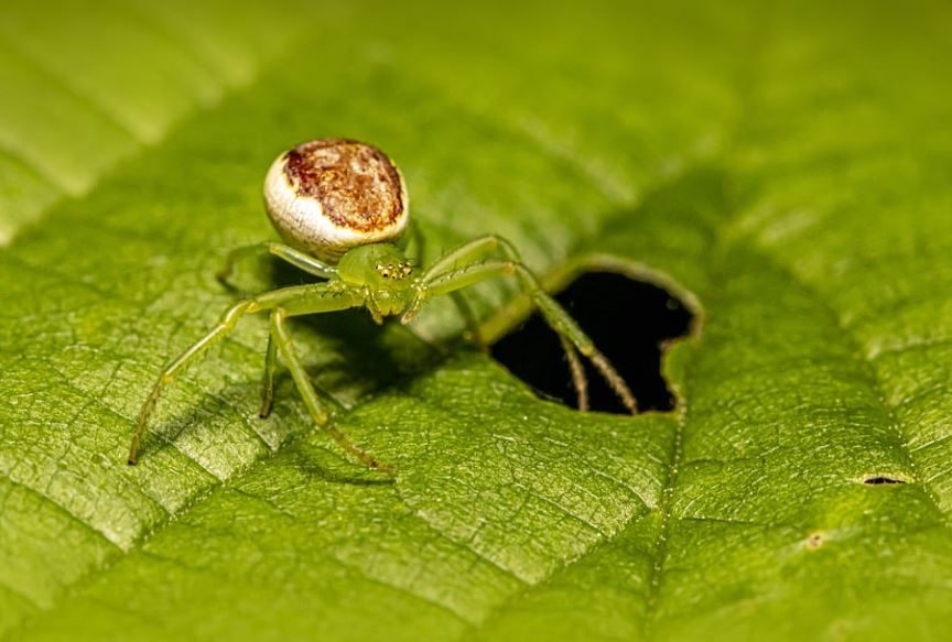 8 Symbolic Meanings of Dreaming of Green Spiders