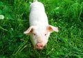 9 Symbolic Meanings of Dreaming of a White Pig