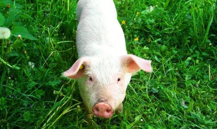 9 Symbolic Meanings of Dreaming of a White Pig