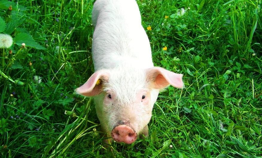 9 Symbolic Meanings of Dreaming of a White Pig