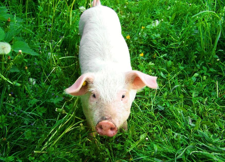 9 Symbolic Meanings of Dreaming of a White Pig