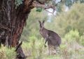 10 Symbolic Meanings of Dreaming about Kangaroos
