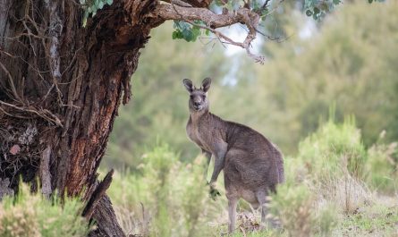 10 Symbolic Meanings of Dreaming about Kangaroos