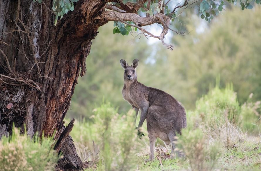 10 Symbolic Meanings of Dreaming about Kangaroos
