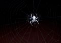 9 Symbolic Meanings of Dreaming of White Spiders
