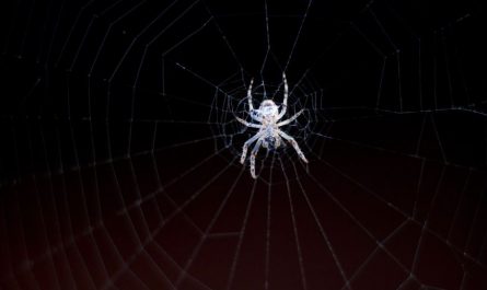 9 Symbolic Meanings of Dreaming of White Spiders