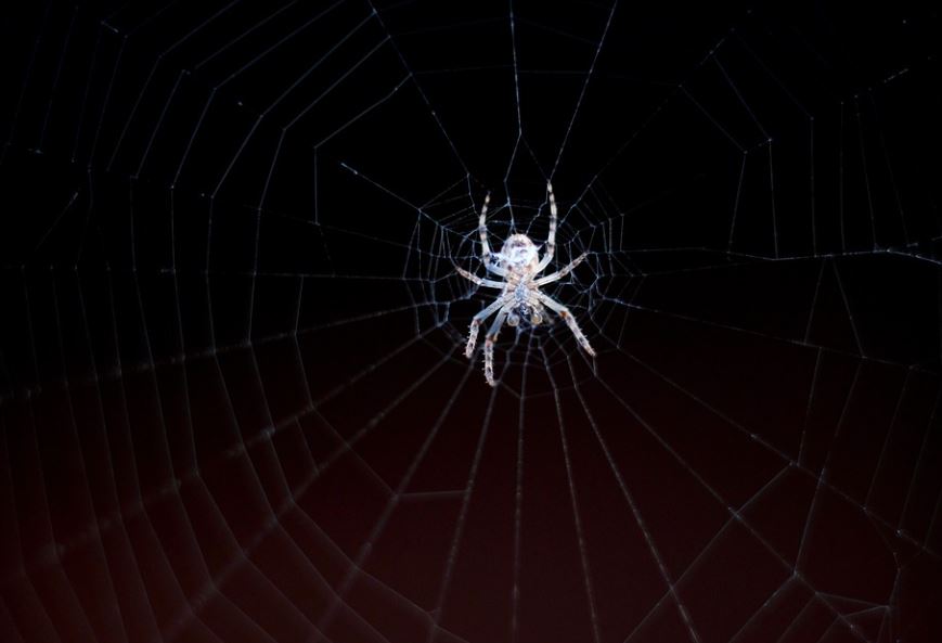 9 Symbolic Meanings of Dreaming of White Spiders