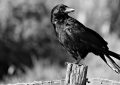 15 Symbolic Meanings of Dreaming of Crows