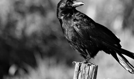 15 Symbolic Meanings of Dreaming of Crows