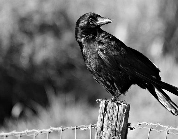 15 Symbolic Meanings of Dreaming of Crows