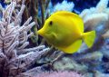 7 Symbolic Meanings of Dreaming of Yellow Croaker