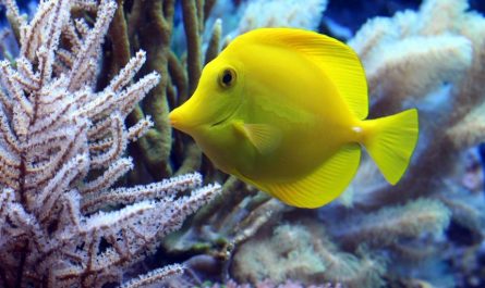 7 Symbolic Meanings of Dreaming of Yellow Croaker