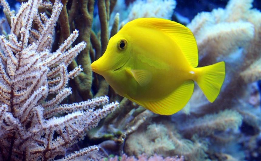 7 Symbolic Meanings of Dreaming of Yellow Croaker