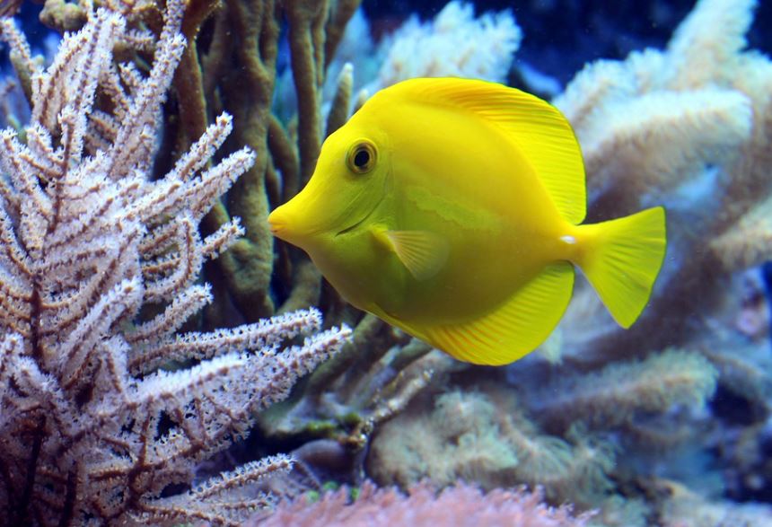 7 Symbolic Meanings of Dreaming of Yellow Croaker