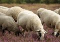 13 Symbolic Meanings of Dreaming of Lambs