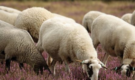 13 Symbolic Meanings of Dreaming of Lambs