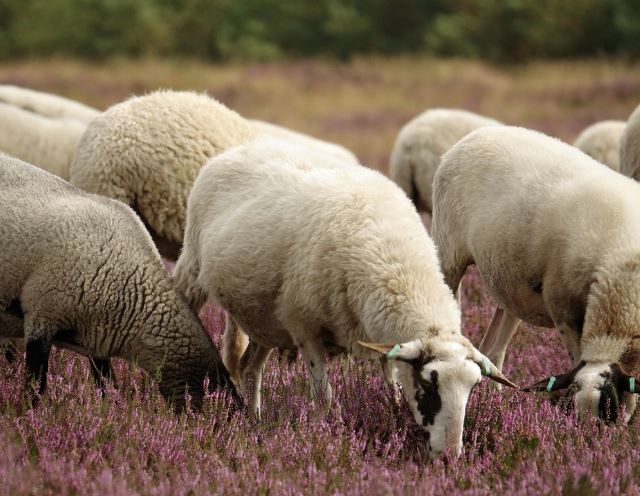 13 Symbolic Meanings of Dreaming of Lambs