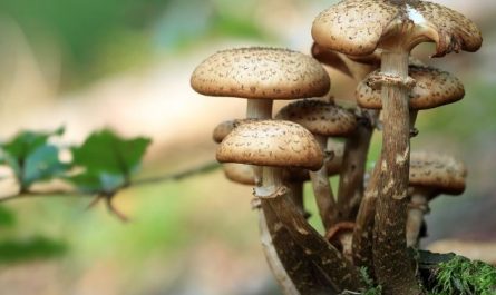 14 Symbolic Meanings of Dreaming about Mushrooms