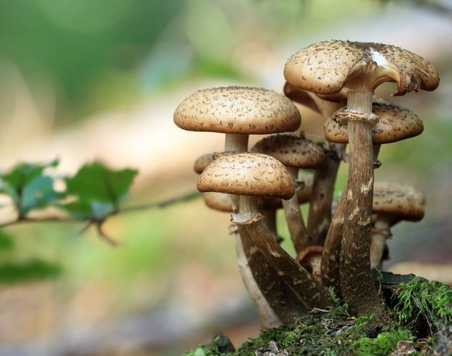 14 Symbolic Meanings of Dreaming about Mushrooms