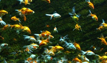 6 Symbolic Meanings of Dreaming of Catching a Crucian Carp