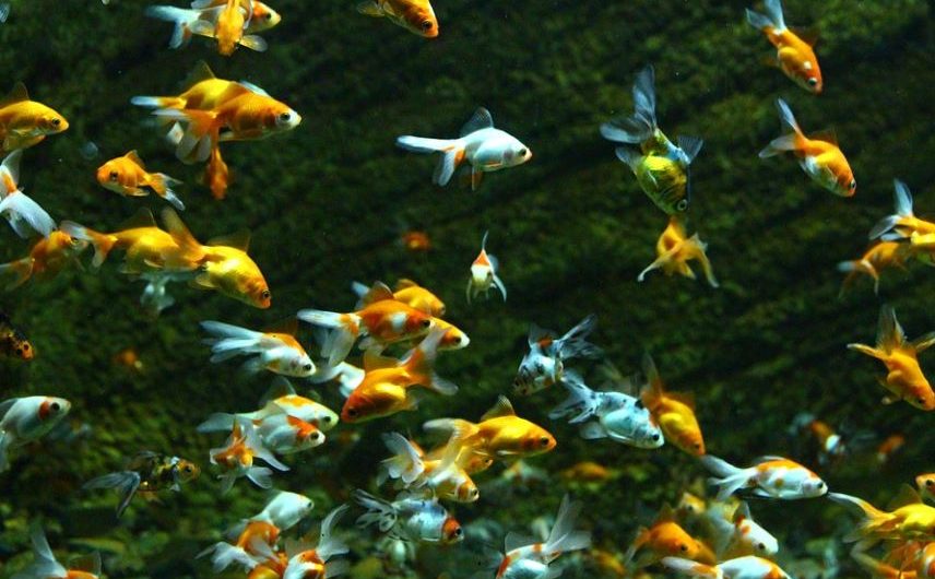 6 Symbolic Meanings of Dreaming of Catching a Crucian Carp