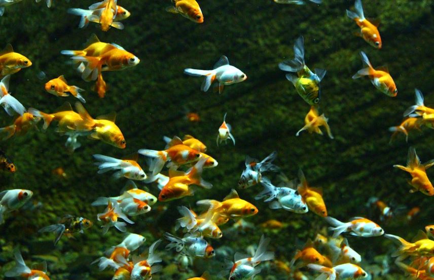 6 Symbolic Meanings of Dreaming of Catching a Crucian Carp